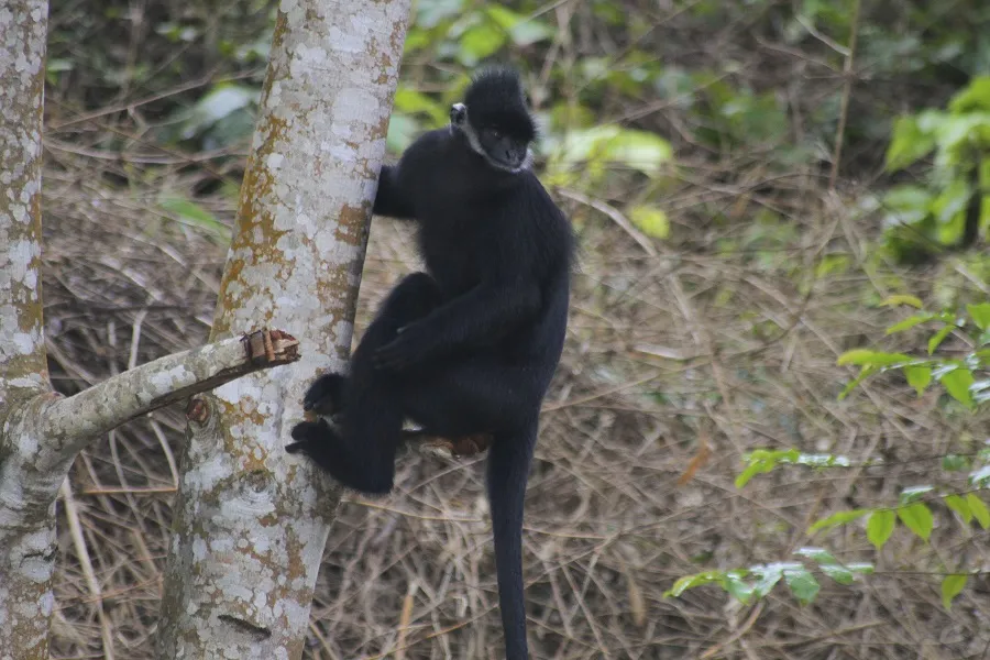 Đàn voọc tấn công, cắn người đi đường ở Quảng Trị ảnh 1