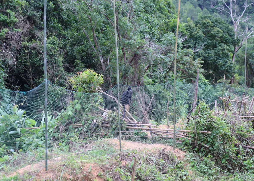 Căng lưới vây núi ngăn đàn voọc tấn công người ảnh 4