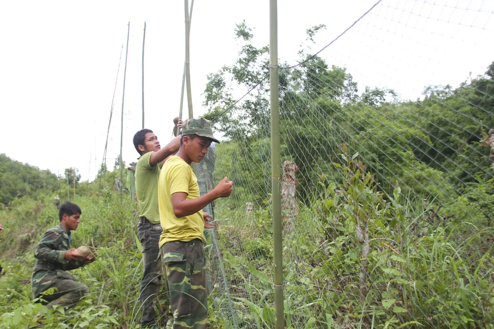 Căng lưới vây núi ngăn đàn voọc tấn công người ảnh 5
