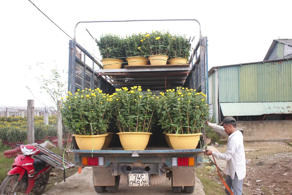 Làng hoa An Lạc hối hả vào vụ tết ảnh 9