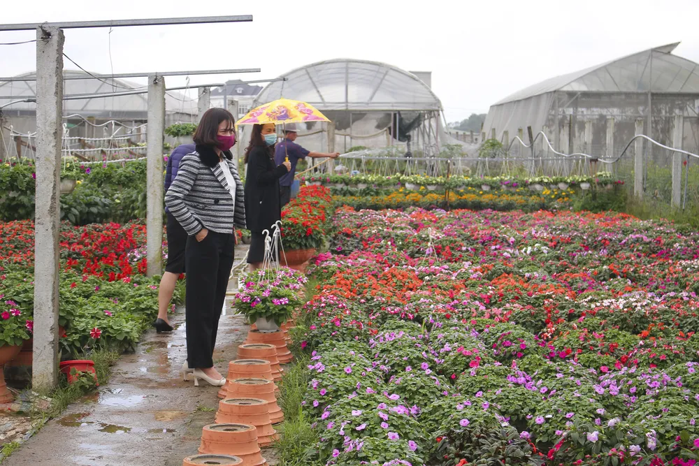 Làng hoa An Lạc hối hả vào vụ tết ảnh 5
