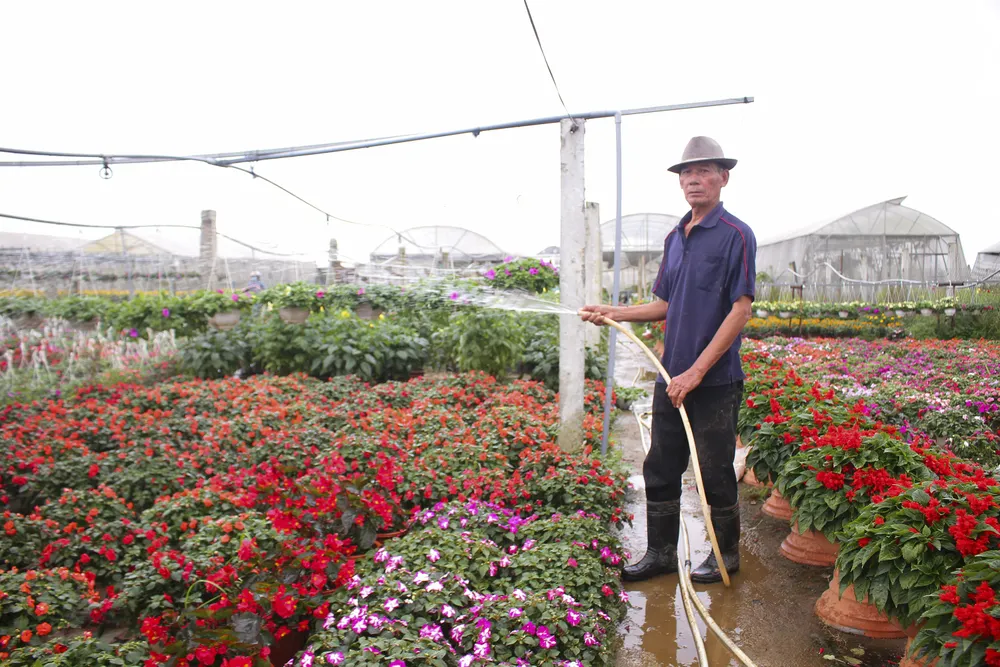 Làng hoa An Lạc hối hả vào vụ tết ảnh 4