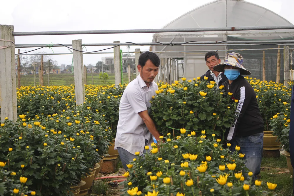Làng hoa An Lạc hối hả vào vụ tết ảnh 6