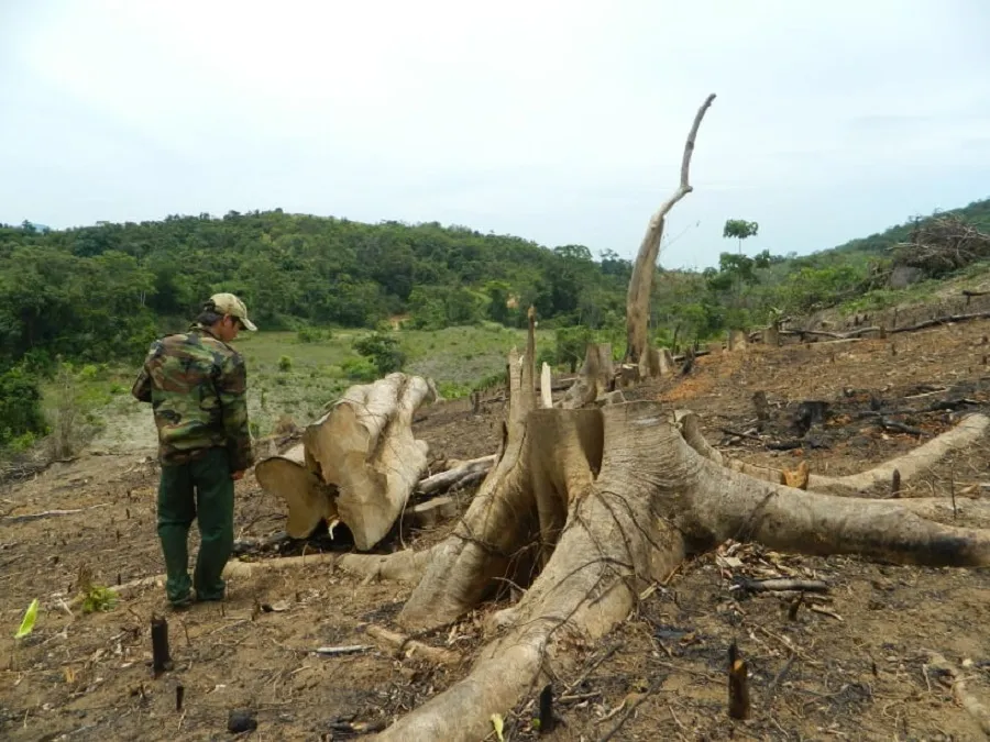 Hàng chục cây rừng tự nhiên ở Quảng Trị bị cưa hạ trái phép ảnh 1