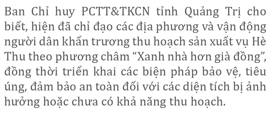 Nông dân miền Trung dầm mình cứu lúa sau mưa bão  ảnh 15