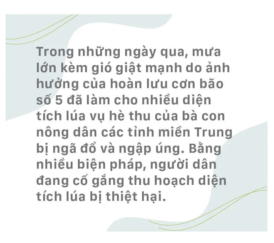 Nông dân miền Trung dầm mình cứu lúa sau mưa bão  ảnh 1