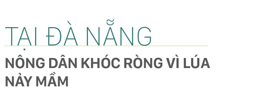 Nông dân miền Trung dầm mình cứu lúa sau mưa bão  ảnh 20