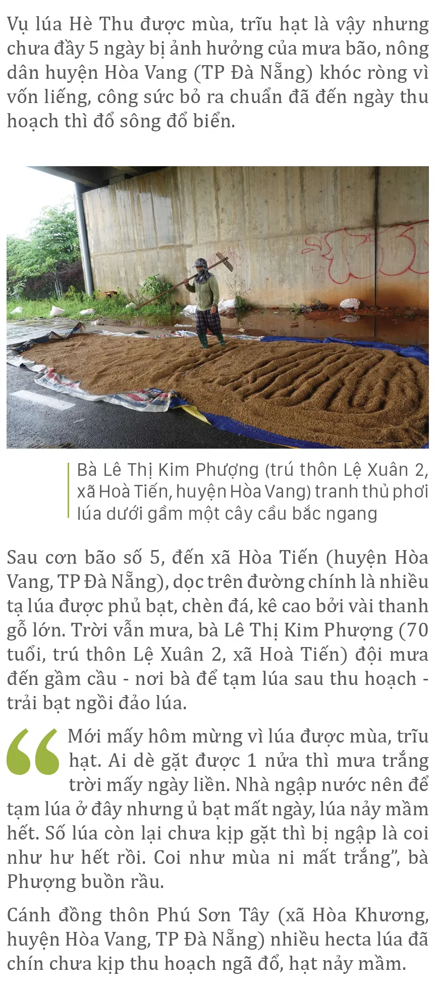 Nông dân miền Trung dầm mình cứu lúa sau mưa bão  ảnh 21
