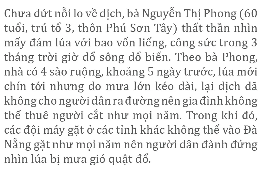 Nông dân miền Trung dầm mình cứu lúa sau mưa bão  ảnh 24