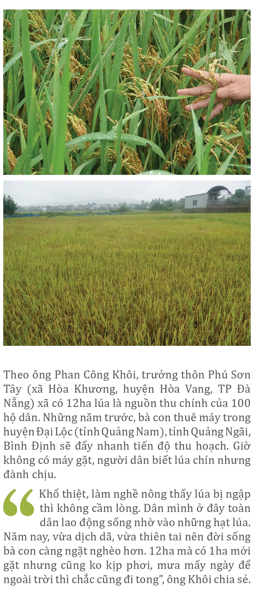 Nông dân miền Trung dầm mình cứu lúa sau mưa bão  ảnh 25