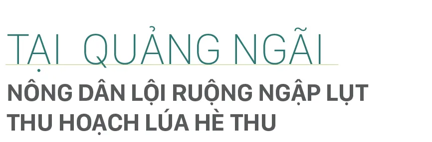Nông dân miền Trung dầm mình cứu lúa sau mưa bão  ảnh 26