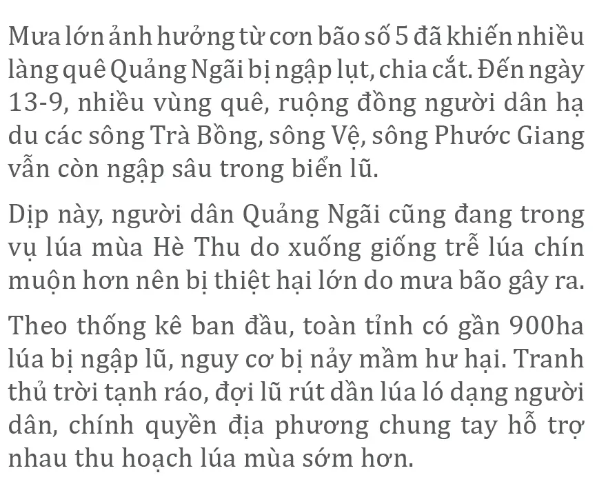Nông dân miền Trung dầm mình cứu lúa sau mưa bão  ảnh 27
