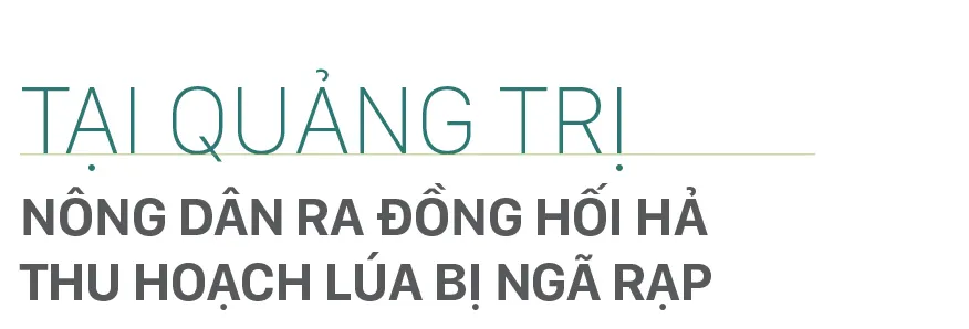 Nông dân miền Trung dầm mình cứu lúa sau mưa bão  ảnh 2