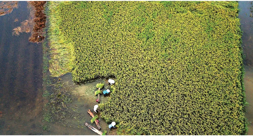 Nông dân miền Trung dầm mình cứu lúa sau mưa bão  ảnh 31