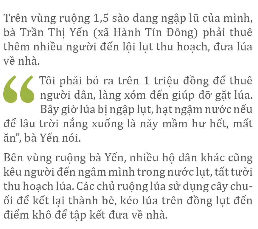 Nông dân miền Trung dầm mình cứu lúa sau mưa bão  ảnh 33