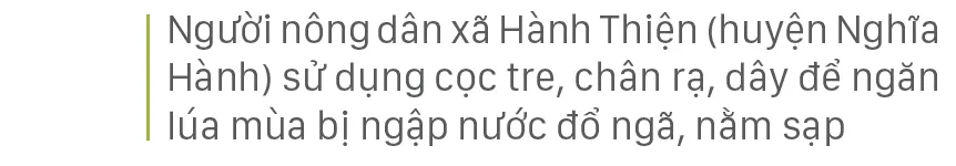 Nông dân miền Trung dầm mình cứu lúa sau mưa bão  ảnh 35