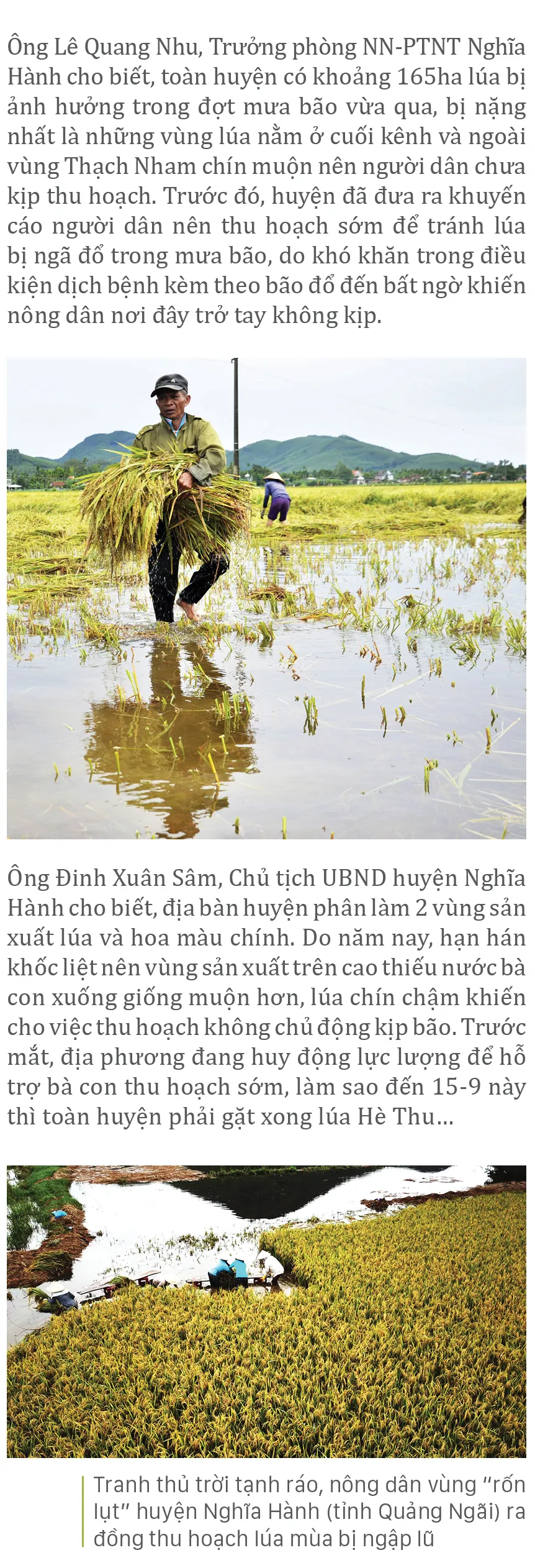 Nông dân miền Trung dầm mình cứu lúa sau mưa bão  ảnh 36