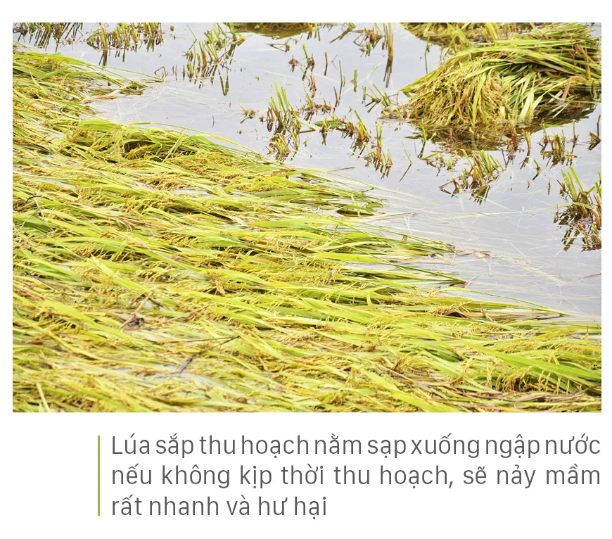 Nông dân miền Trung dầm mình cứu lúa sau mưa bão  ảnh 39