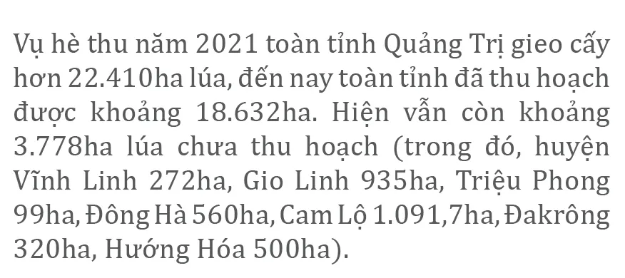 Nông dân miền Trung dầm mình cứu lúa sau mưa bão  ảnh 3