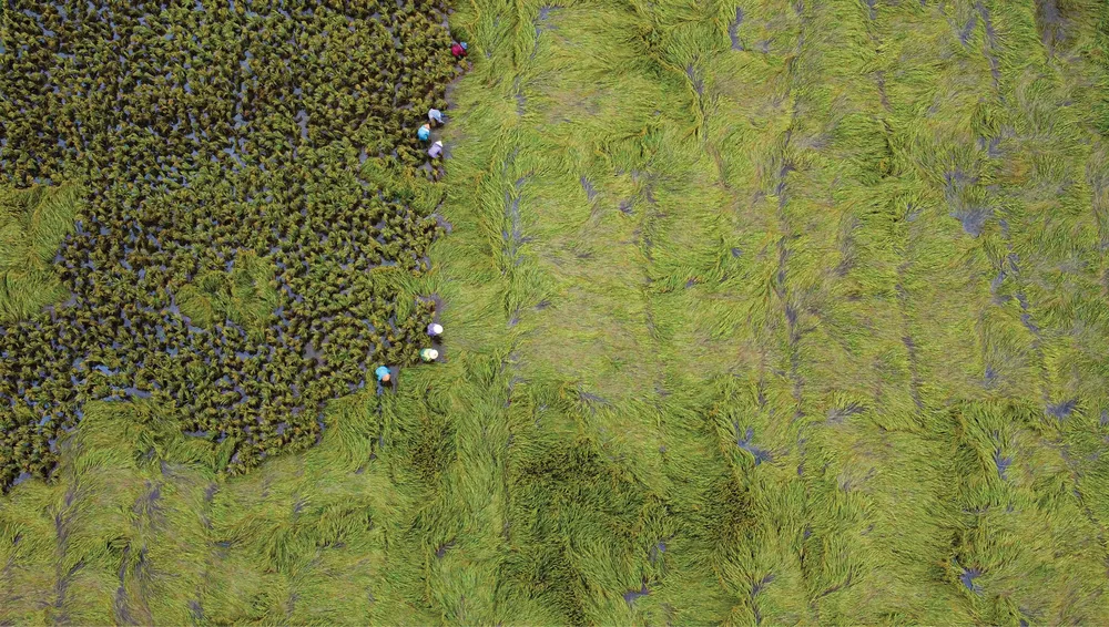 Nông dân miền Trung dầm mình cứu lúa sau mưa bão  ảnh 4