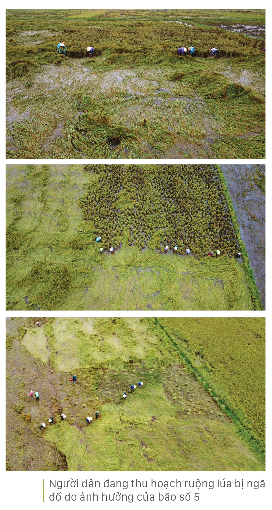 Nông dân miền Trung dầm mình cứu lúa sau mưa bão  ảnh 5