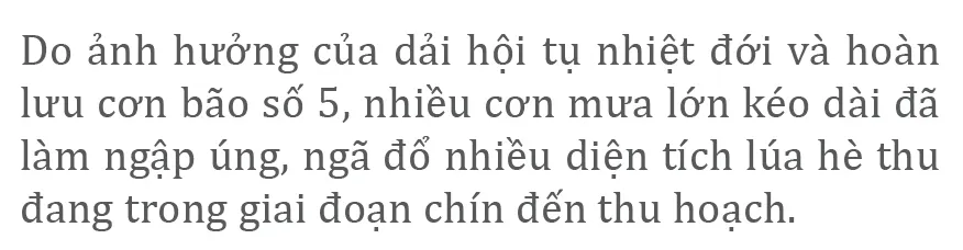 Nông dân miền Trung dầm mình cứu lúa sau mưa bão  ảnh 6