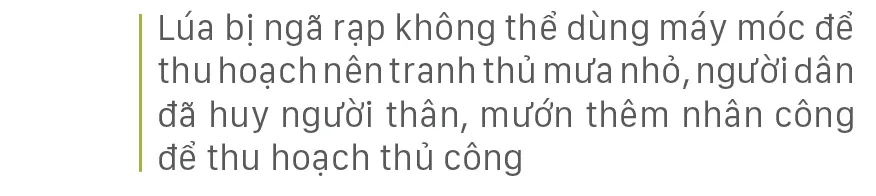 Nông dân miền Trung dầm mình cứu lúa sau mưa bão  ảnh 8