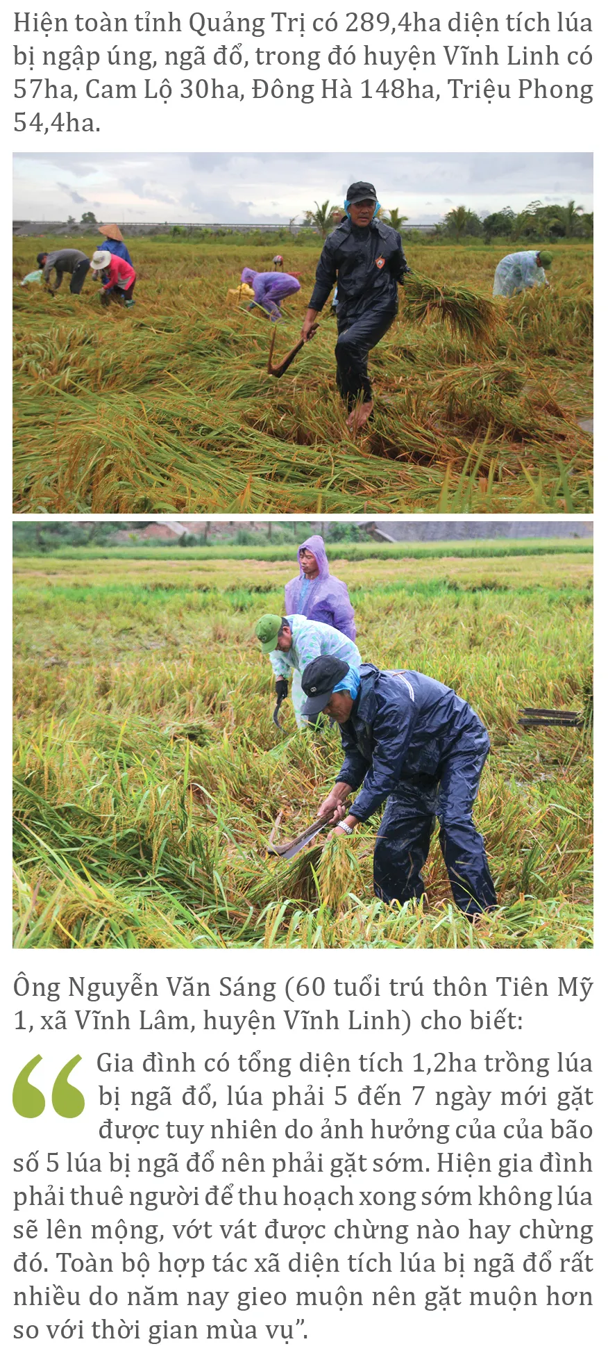 Nông dân miền Trung dầm mình cứu lúa sau mưa bão  ảnh 9