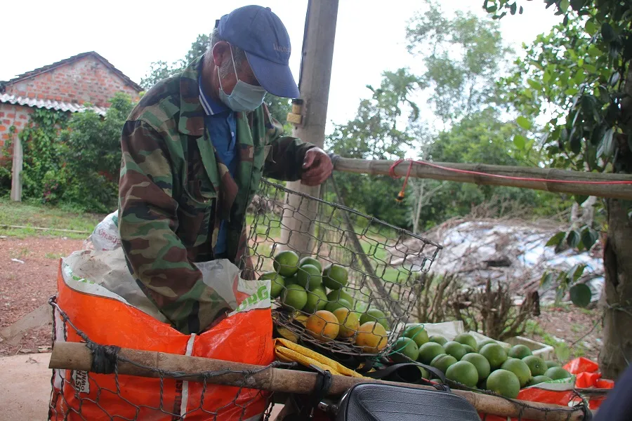 Nông dân Quảng Trị tìm đầu ra cho trái cam ảnh 2