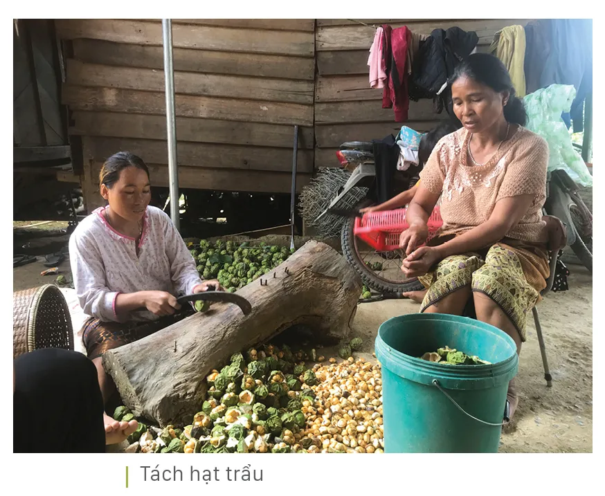 Người dân huyện miền núi Quảng Trị vào mùa thu hoạch trẩu ảnh 11