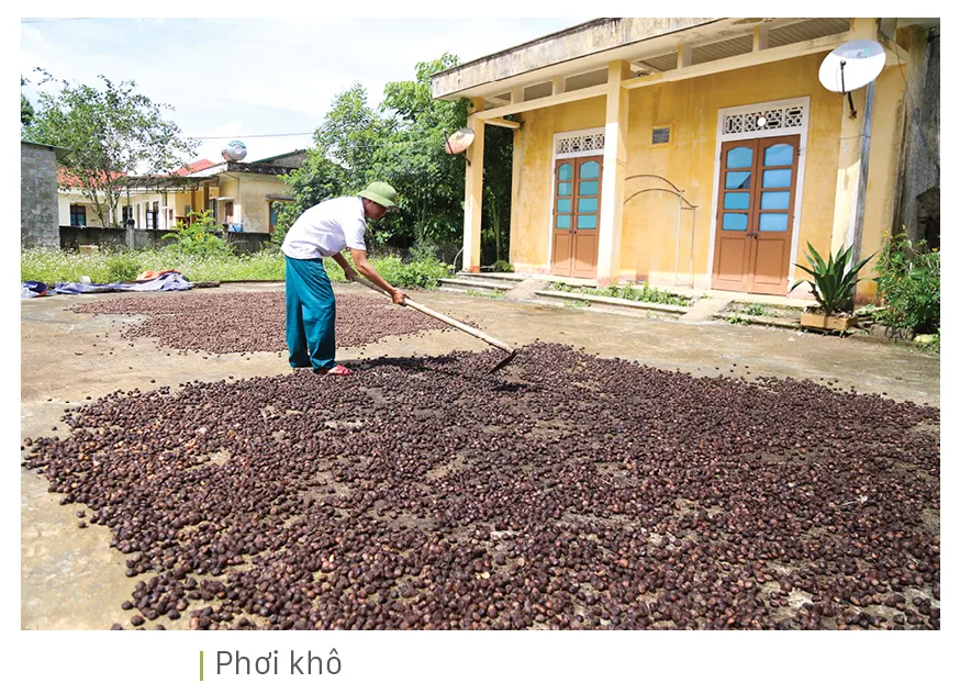 Người dân huyện miền núi Quảng Trị vào mùa thu hoạch trẩu ảnh 12