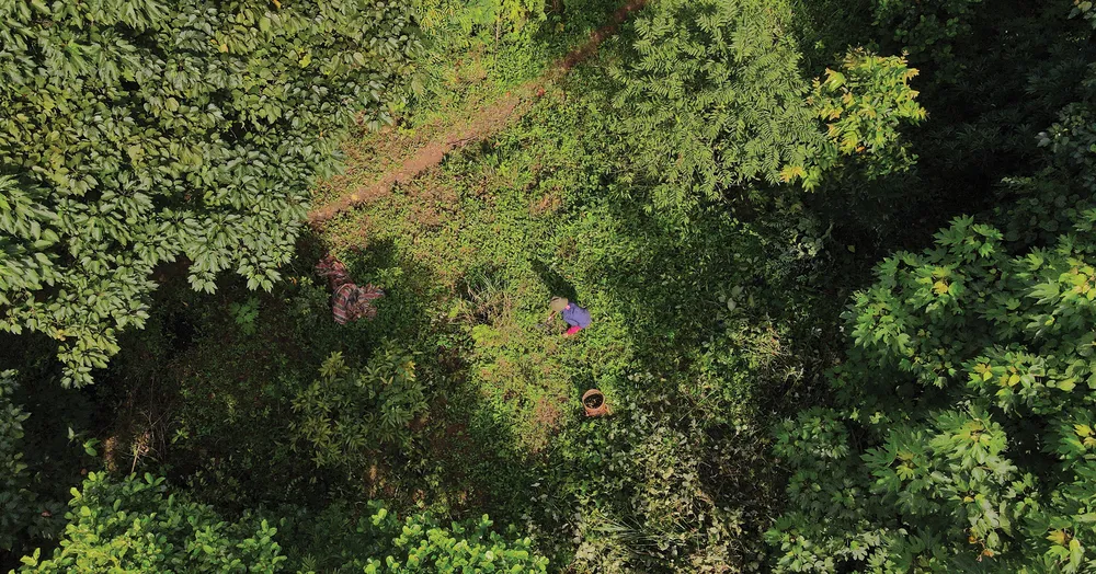 Người dân huyện miền núi Quảng Trị vào mùa thu hoạch trẩu ảnh 15