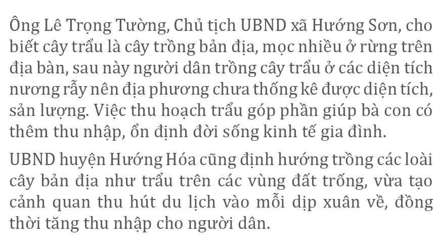 Người dân huyện miền núi Quảng Trị vào mùa thu hoạch trẩu ảnh 16