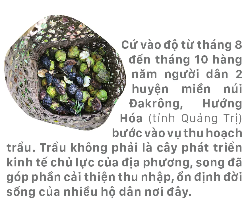 Người dân huyện miền núi Quảng Trị vào mùa thu hoạch trẩu ảnh 1