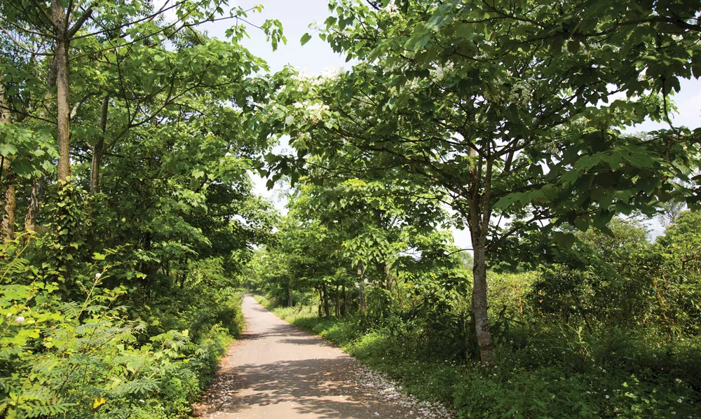 Người dân huyện miền núi Quảng Trị vào mùa thu hoạch trẩu ảnh 2