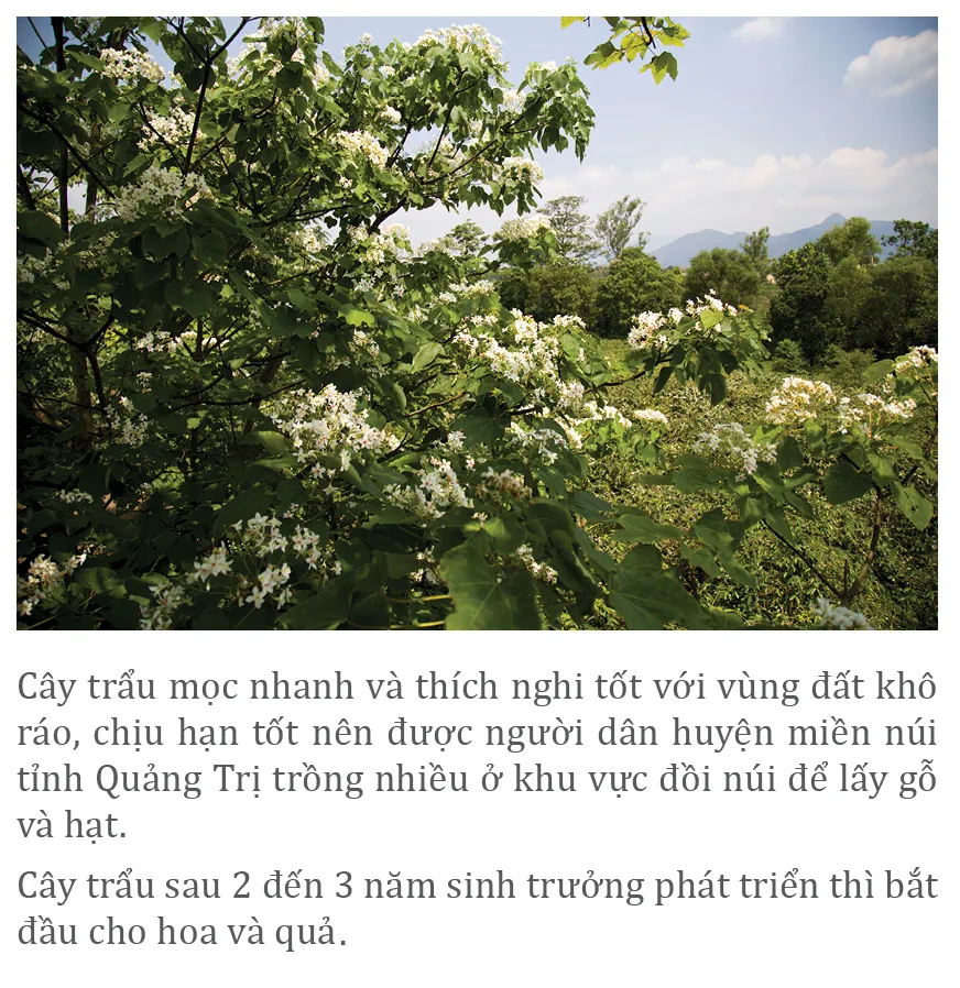 Người dân huyện miền núi Quảng Trị vào mùa thu hoạch trẩu ảnh 3