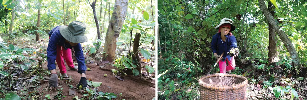 Người dân huyện miền núi Quảng Trị vào mùa thu hoạch trẩu ảnh 6