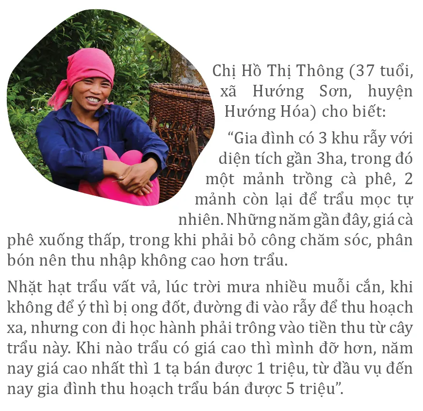 Người dân huyện miền núi Quảng Trị vào mùa thu hoạch trẩu ảnh 7