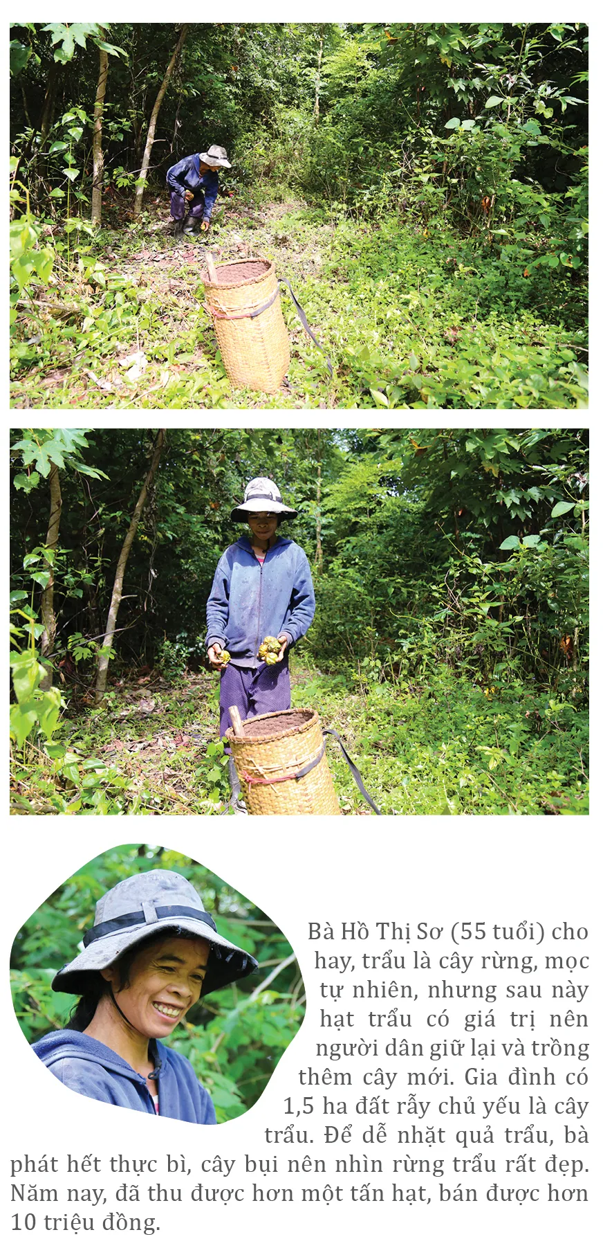 Người dân huyện miền núi Quảng Trị vào mùa thu hoạch trẩu ảnh 8