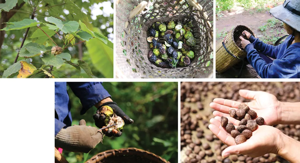 Người dân huyện miền núi Quảng Trị vào mùa thu hoạch trẩu ảnh 9