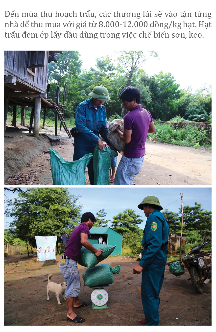 Người dân huyện miền núi Quảng Trị vào mùa thu hoạch trẩu ảnh 13