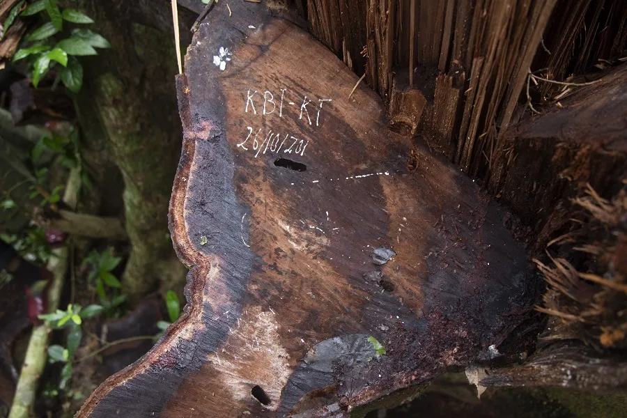 Cận cảnh hiện trường vụ phá rừng đặc dụng ở Quảng Trị ảnh 6