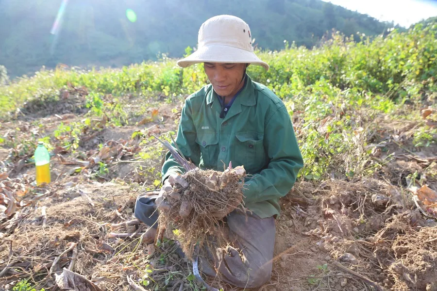 Xa Ry ấm no hơn nhờ cây dong riềng ảnh 1