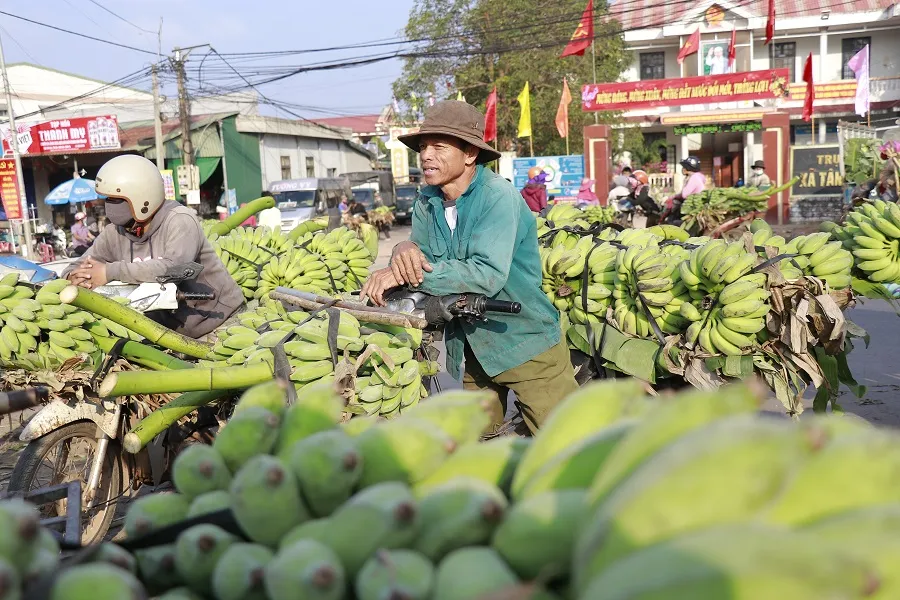 Nhộn nhịp phiên chợ chuối mật mốc ngày giáp tết ảnh 4