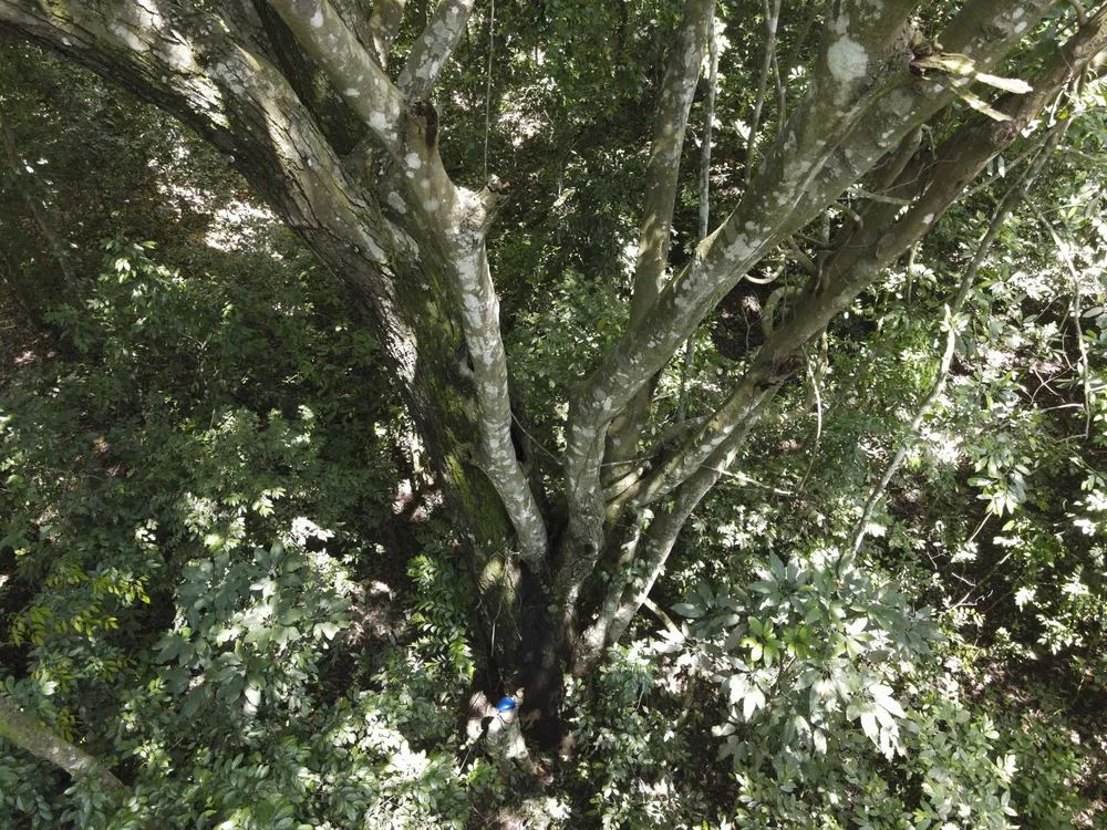 Rú Lịnh - Cánh rừng nguyên sinh duy nhất nằm giữa đồng bằng tỉnh Quảng Trị ảnh 4