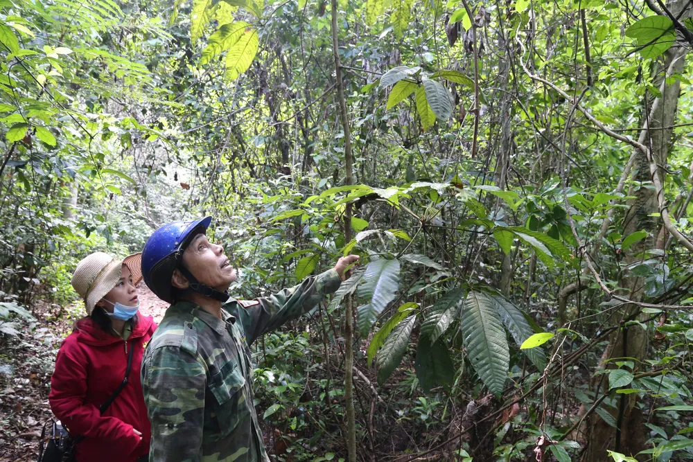 Rú Lịnh - Cánh rừng nguyên sinh duy nhất nằm giữa đồng bằng tỉnh Quảng Trị ảnh 5