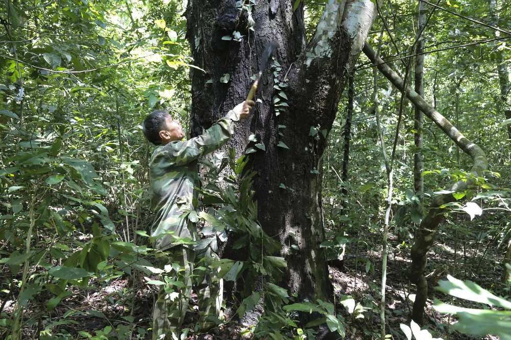 Rú Lịnh - Cánh rừng nguyên sinh duy nhất nằm giữa đồng bằng tỉnh Quảng Trị ảnh 6