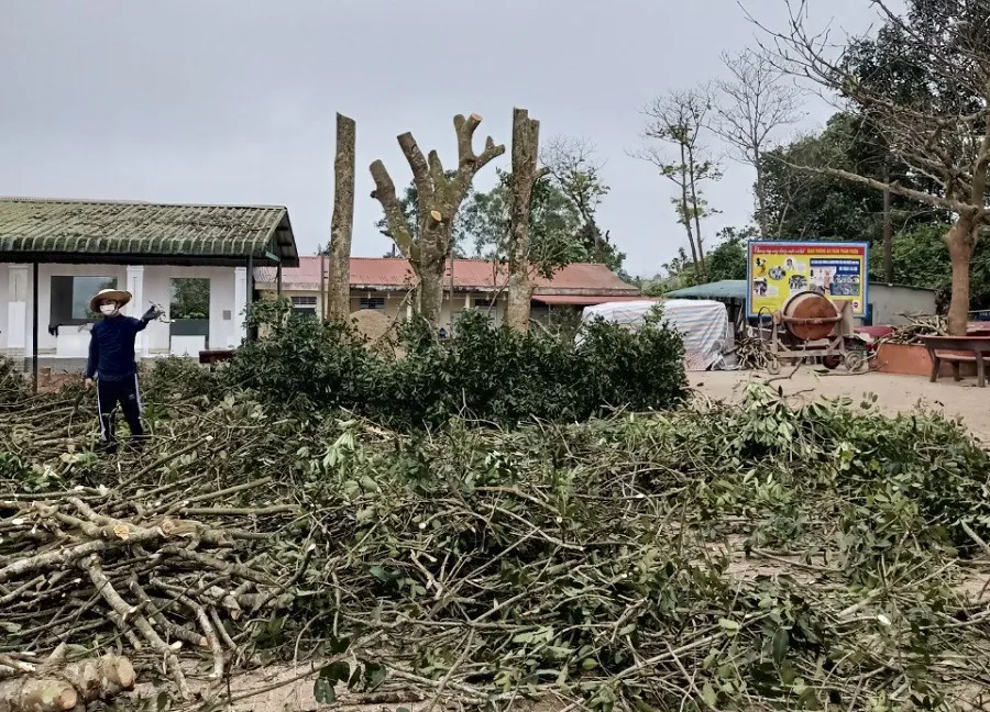 Quảng Trị: Nhiều cây xà cừ trong sân trường bị cắt trụi, cưa hạ ảnh 3
