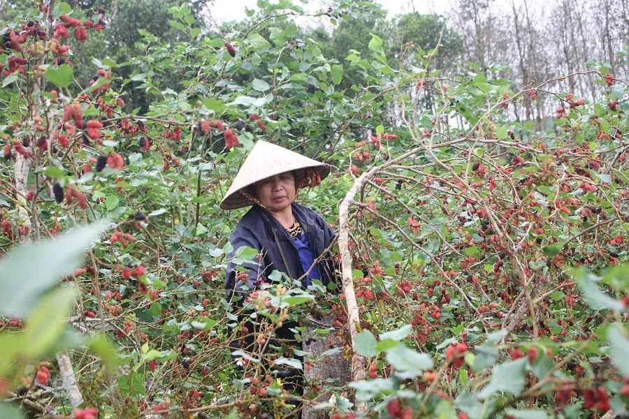 Trồng dâu tằm gắn với chế biến sản phẩm cho thu nhập cao ảnh 2