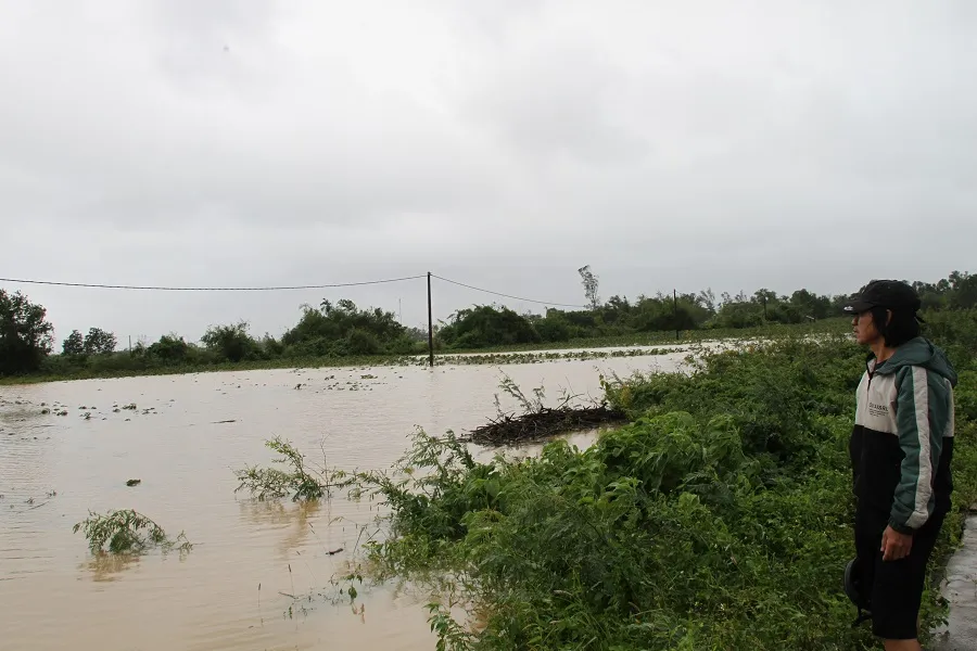 Miền Trung: Dầm mưa cứu lúa và hoa màu khỏi ngập úng ảnh 2
